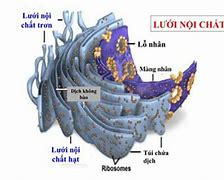 Mạng Lưới Nội Chất Trơn Khác Mạng Lưới Nội Chất Hạt Ở Điểm Là